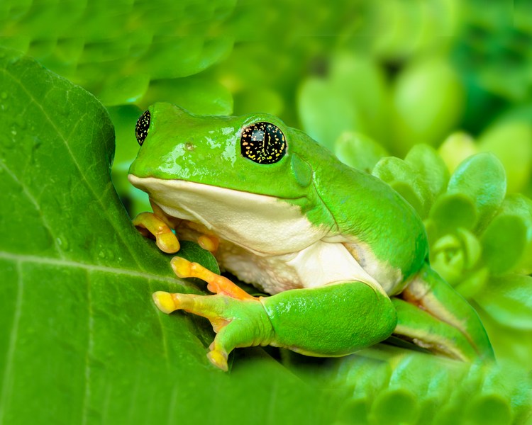 Giant Mexican Leaf Frog - Juvenile